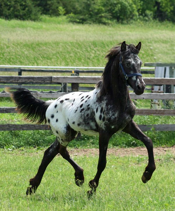 Majestic Half Friesian, Half Appaloosa Foal